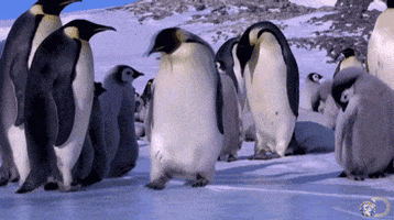 https://media0.giphy.com/media/C9AuY1VOvurxm/200.gif?response_id=5941a4a723e975d951f4df5a