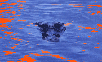 alligator uf GIF by University of Florida