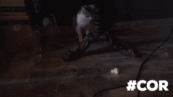 Bosnia-Herzegovina Cat GIF by VYDY.TV