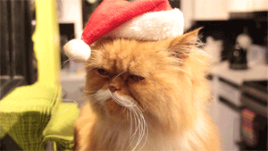  cat animals christmas holiday santa GIF