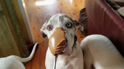 Peanut Butter Dog GIF by Hallmark Channel - Find & Share on GIPHY