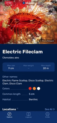 Clam GIF by Seabook