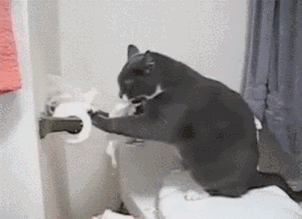 cats being GIF