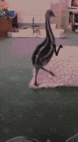 arms emu GIF