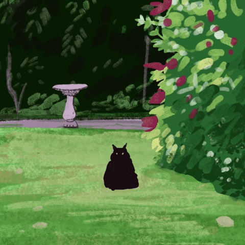 Cat GIF