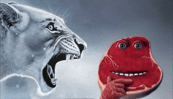 Meme GIF