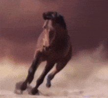 Water Horse GIF