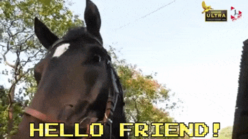 Horse Racing Hello GIF by 1 Play Sports