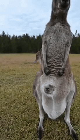 Joey Funny Animals GIF by Storyful