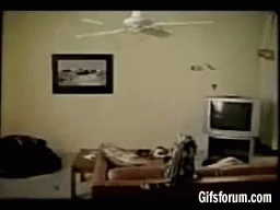 Cat Fail Gif Find Share On Giphy