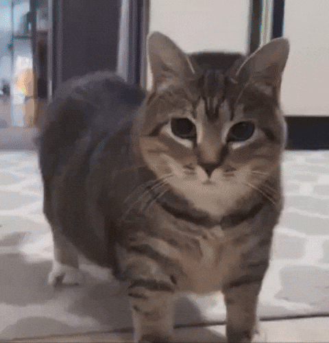 Cat GIF