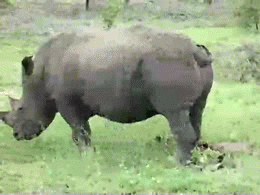 rhino pees GIF