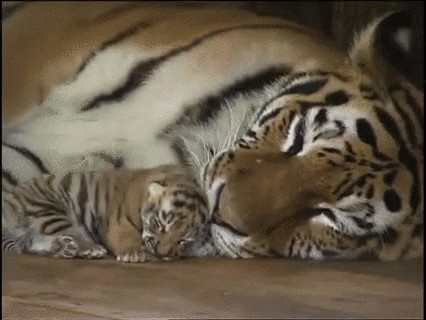 cuddles GIF