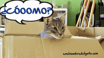 enelnombredelgatocom cats gatos neko boxes GIF