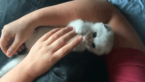 kitten gifs tumblr
