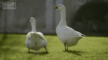 Goose Waddle GIF by The Great British Bake Off