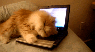 https://media0.giphy.com/media/CPBYt44s14Zvq/200.gif