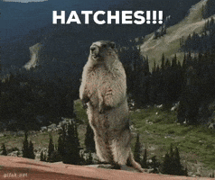Hatches GIF