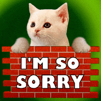 Sorry-kitten GIFs - Get the best GIF on GIPHY