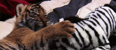 tiger cub GIF