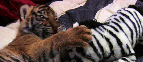 Tiger Cub GIF - Find & Share on GIPHY