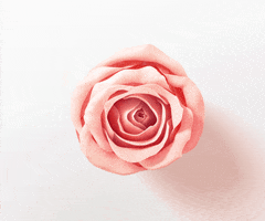 Pink Rose GIF by PanteneGreece