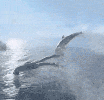 שמעון ווזה GIF