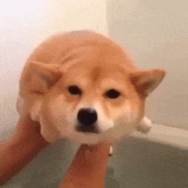 GIF wedi'i uwchlwytho gan Ys