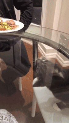 Cat Humor #5