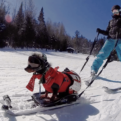 Wiener Dog Goes Skiing