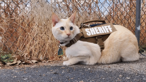 New Mexico Sheriff Announces 'Feline Division' - GIPHY Clips