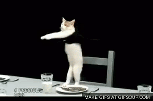 cat shower GIF