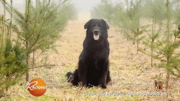 200.gif?cid=fc005b0830973add48014381022add496a9ebfbe6ef7c5b2&rid=200.gif&ct=g