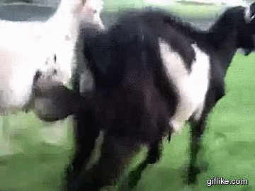 Goat Balls GIFs - Get the best GIF on GIPHY
