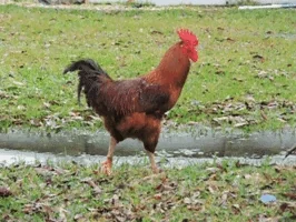 kogut GIF