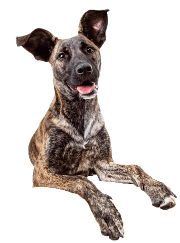 ZOZO Pets Sticker