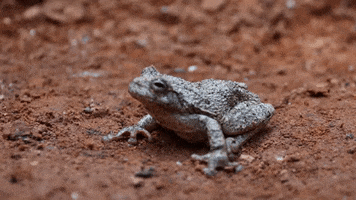 Tree Frog GIF by JC Property Professionals