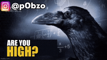 Crow Are You High GIF