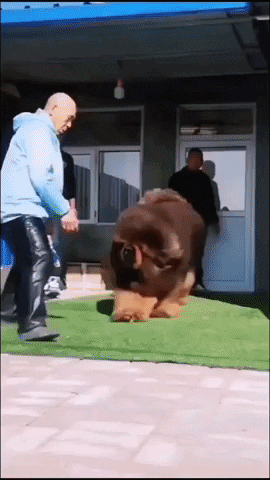 Tibetan Mastiff GIF