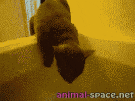 Cat Animals animated GIF