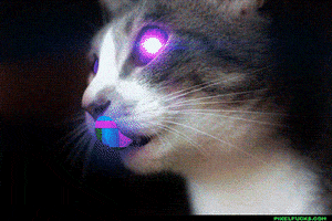 acid dreams kitty GIF
