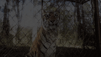 TheAvenue_Film florida tiger zoo tigers GIF