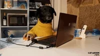 working dog human GIF