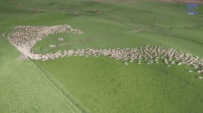 sheep GIF
