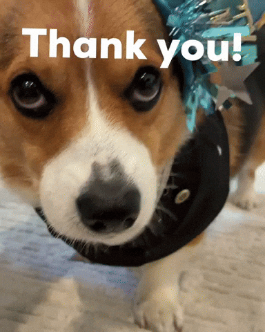Dog Thank You GIF
