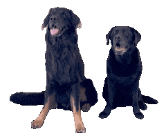 Best Friends Sticker by De Graafschap Dierenartsen