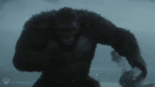 gorilla beating chest gif
