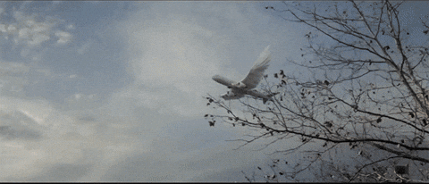Plane GIF - Find & Share on GIPHY
