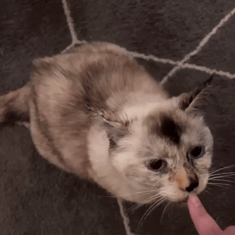 Hungry Cat GIF