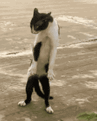 Cartoon cute cat dance vector. Stock Vector | Adobe Stock